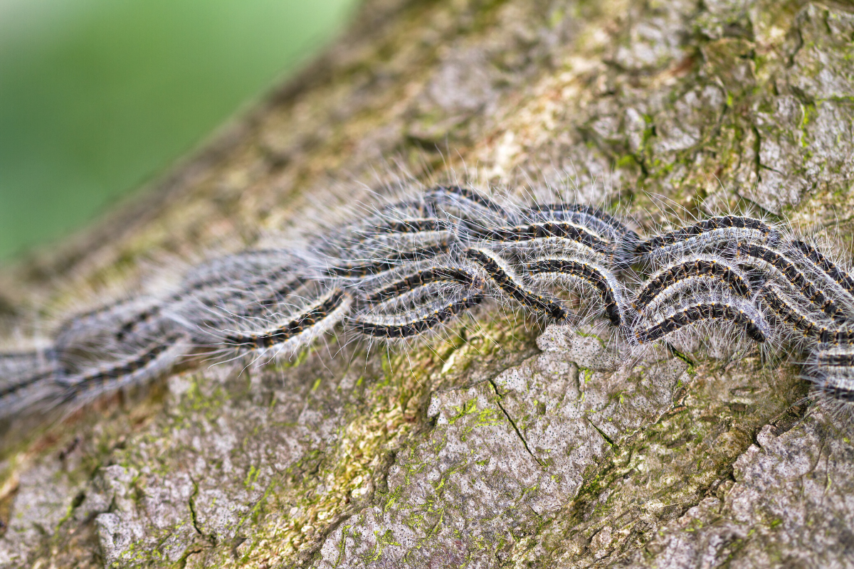 How To Prevent And Treat Symptoms Caused By Oak Processionary Moth   Wk24 Blog Formaten 1200x800 1 